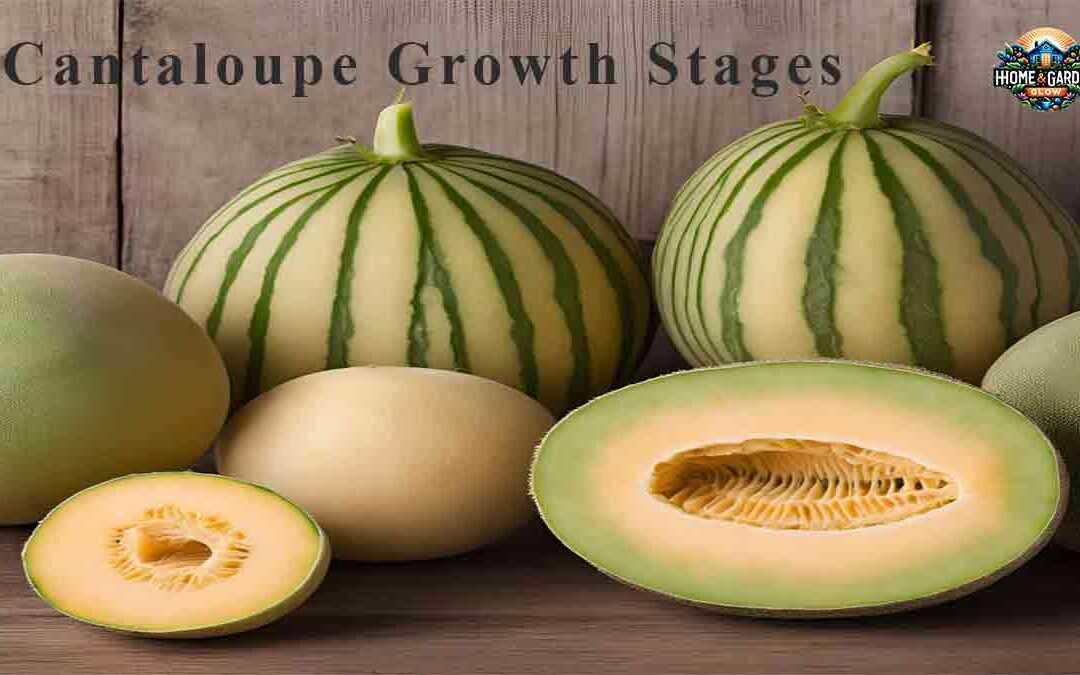 Cantaloupe Growth Stages