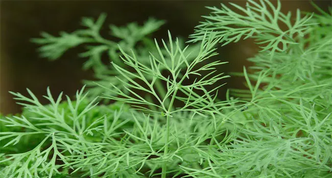 dill-1