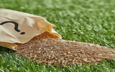 Does Grass Seed Go Bad Revitalize Your Lawn