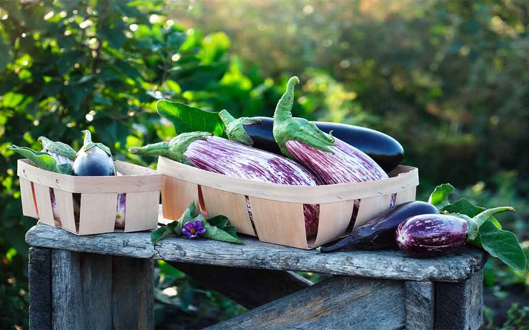 Eggplant Companion Plants