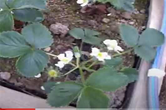 Flowering stage strawberry