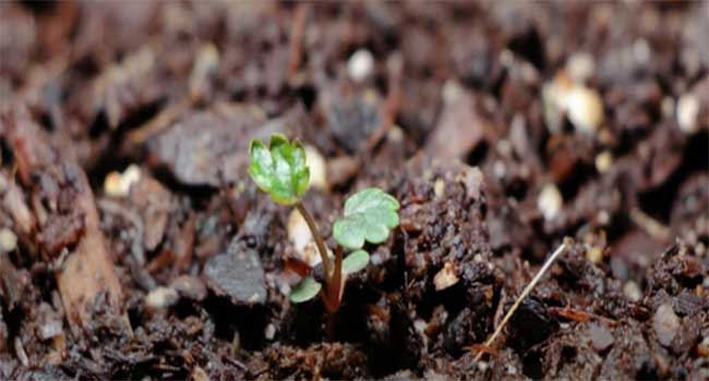 Strawberry Plant Germination