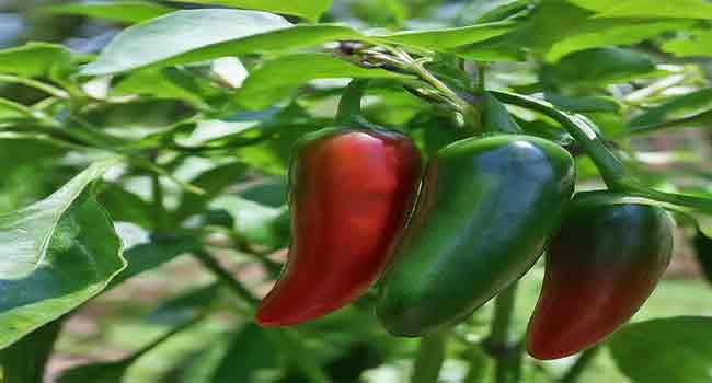 Growing Jalapenos Indoor