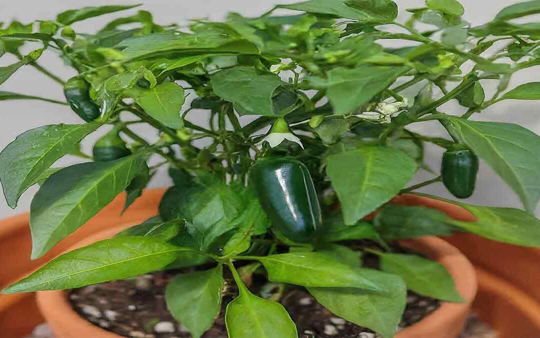 Growing Jalapenos Indoors