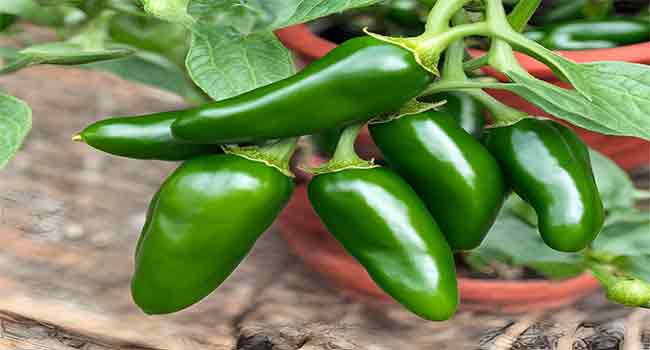 Growing Jalapenos