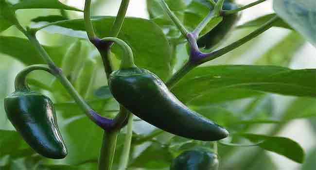 Jalapenos Indoors