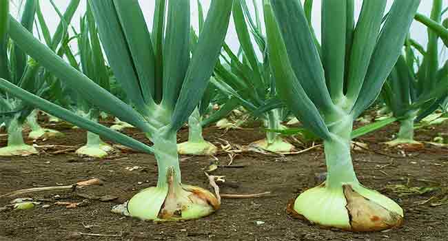 Onion-Growth 3