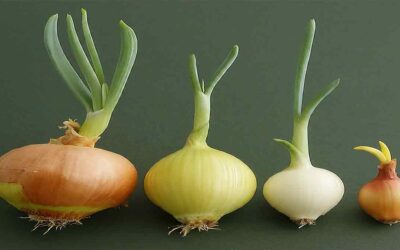 14+ Astonishing Onion Growth Stages Exposed!