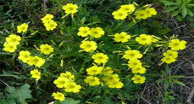 Oxalis companion plants