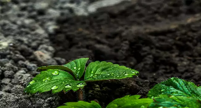 benefits of humic acid fertilizer