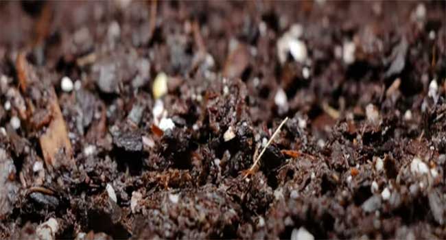 Planting strawberry plant