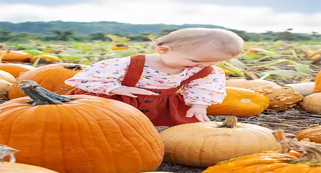 Using Pumpkin Fertilizer