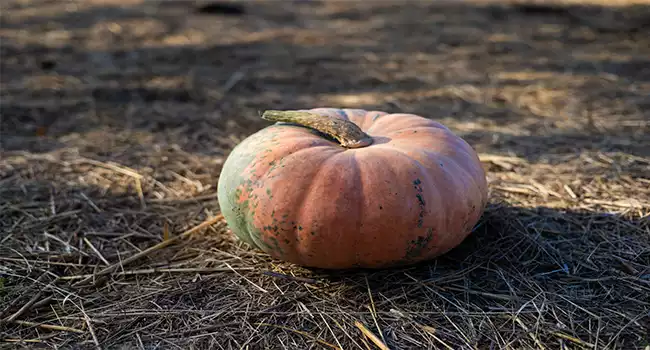 Using Pumpkin Fertilizer 