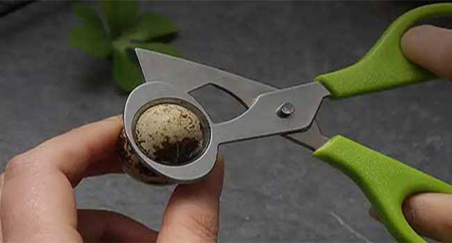 Quail egg scissor Crack