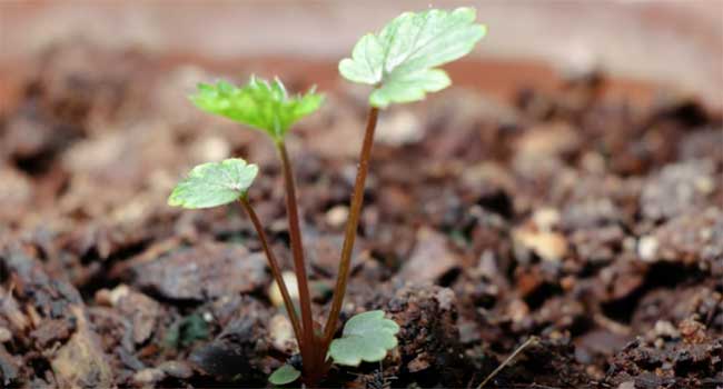 Seedling-Stage Strawberry