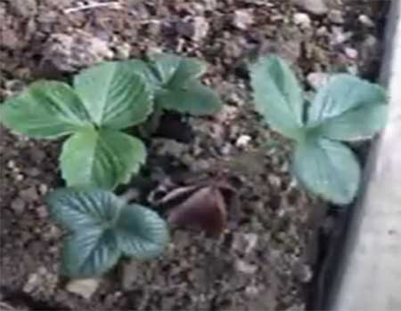 Strawberry Plant Growth Stage