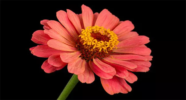 Zinnia Companion Plants