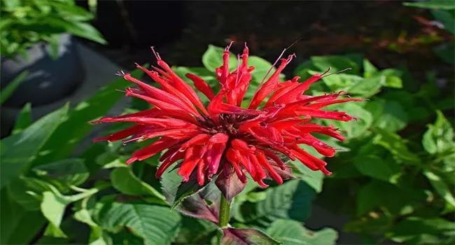 bee balm