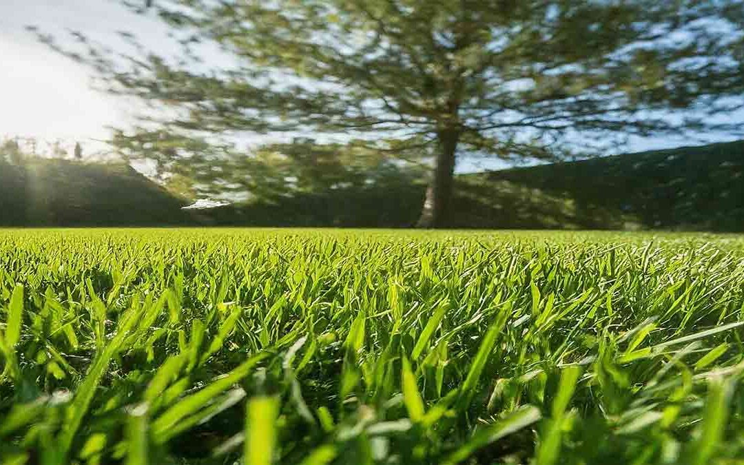 bermuda grass vs fescue