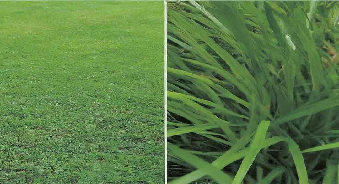 bermuda grass vs st augustine grass