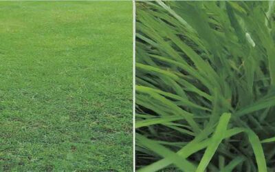 Bermuda vs. St. Augustine Grass: Choosing Your Dream Lawn