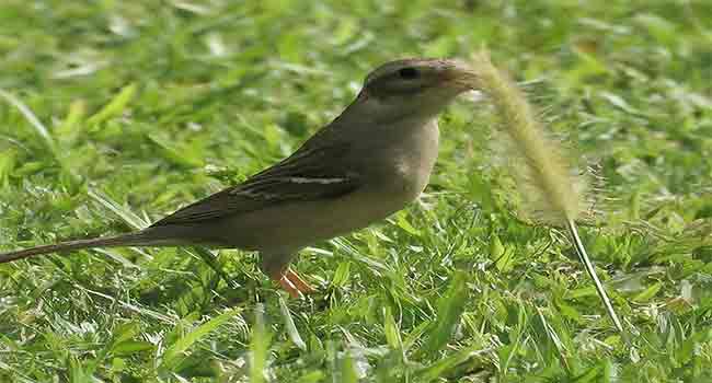 birds-eating-grass-seed