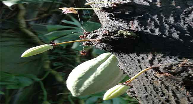 coca flower