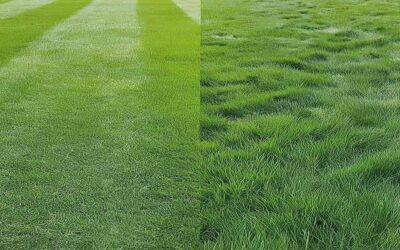 Grass Seed Types Demystified: Your Path to a Dream Lawn