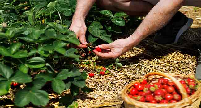 harvesting strawberries