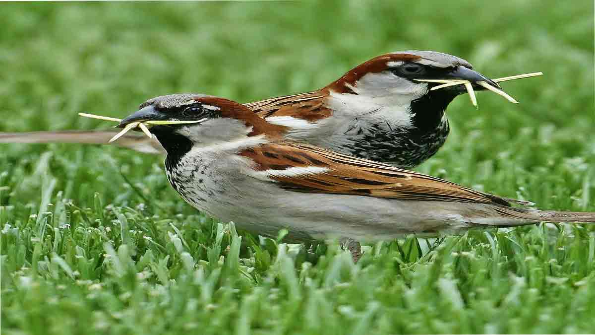 how to stop bird eating grass seed