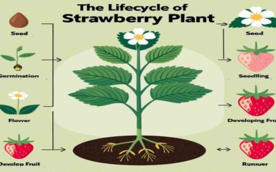 Life Cycle of Strawberry – Boost Your Harvest