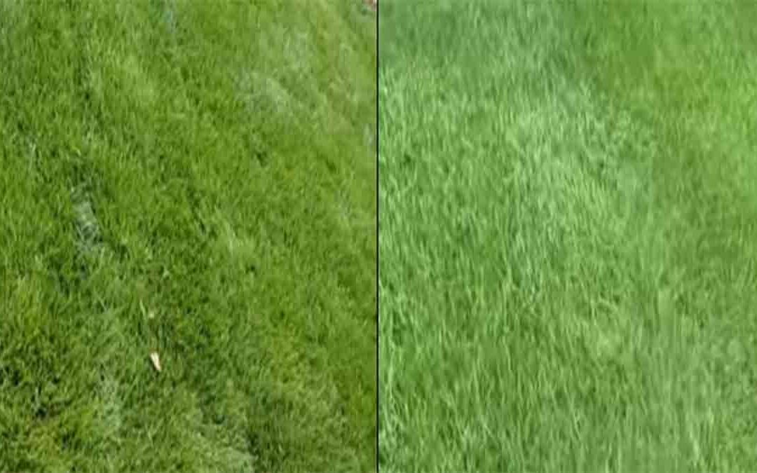 zoysia grass vs bermuda