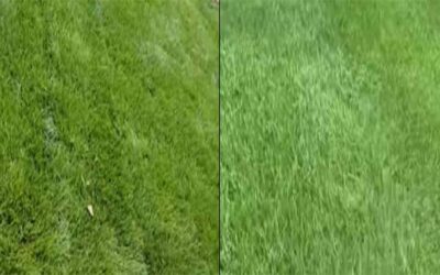 Zoysia vs. Bermuda Grass: Which is the Best for Your Lawn?