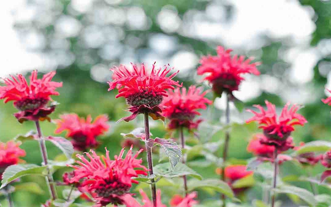 bee balm companion plants