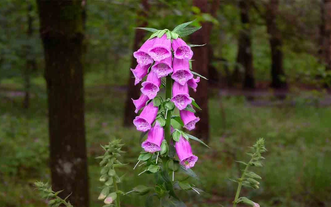 Foxglove Life Cycle: Unveiling the Magic