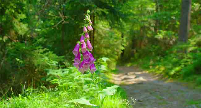 Foxglove's Life Cycle