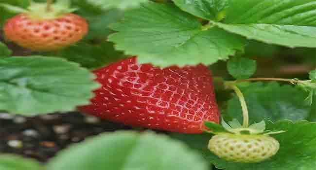 How Many Years Do Strawberry Plant Last