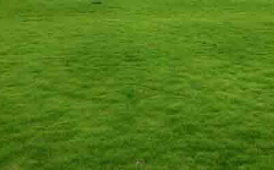 Korean Lawn Grass – Lush Low-Maintenance Haven for Your Yard