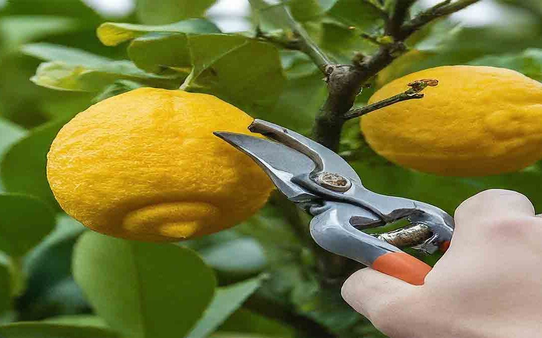 Lemon Tree Fruit Cycle