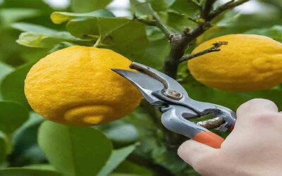 Lemon Tree Fruit Cycle for a Zesty Harvest