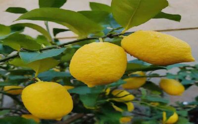 Are Lemons Man Made ? Unaveling the Citrus Mystery