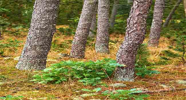 how to kill weeds in pine trees without killing them