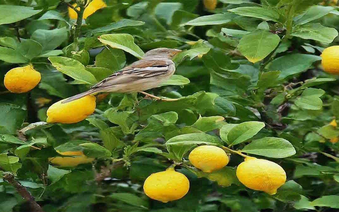 Lemon Tree Lifespan