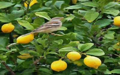 Maximizing Your Lemon Tree Lifespan and Fruit Production