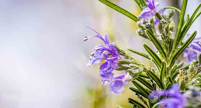 rosemary at the garden