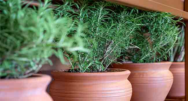 rosemary in pots