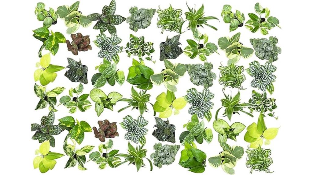 affordable beginner houseplants