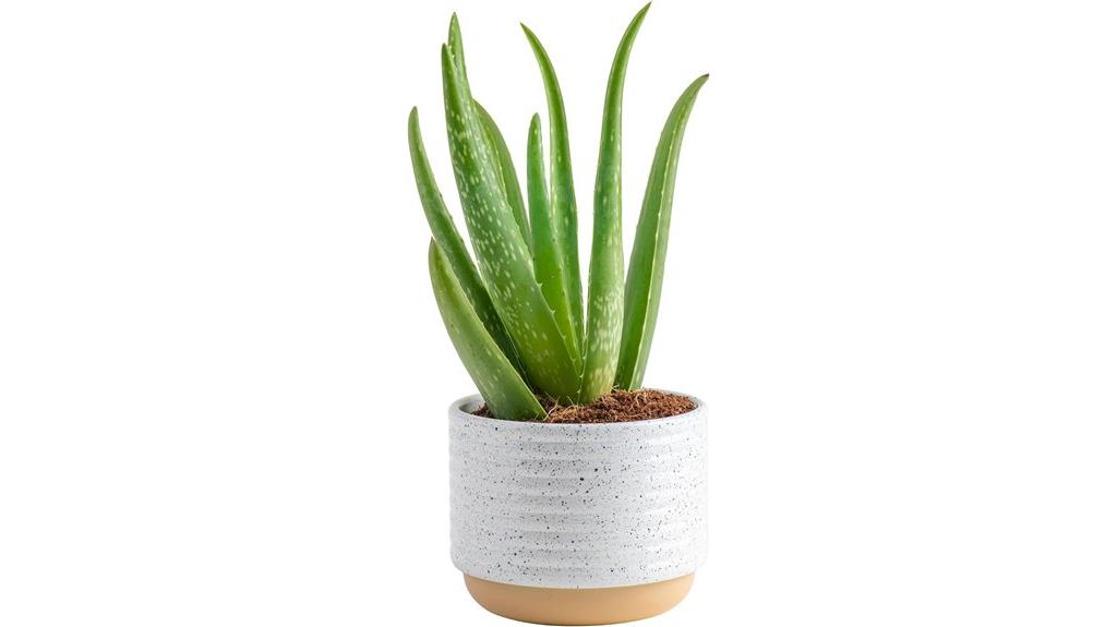 aloe vera indoor plant