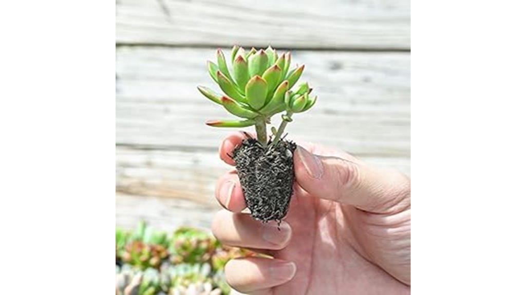 assorted succulents with roots