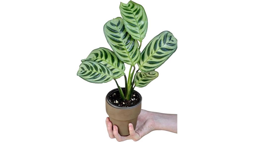 calathea burle marx plant